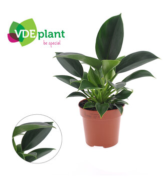 ME Philodendron groen Princess | Per 8 stuks