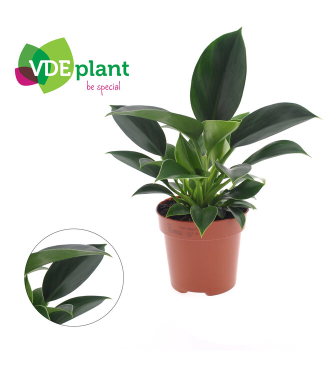 Philodendron groen Princess | Per 8 stuks