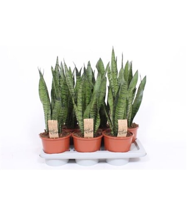 Sansevieria zeylanica | Per 6 stuks