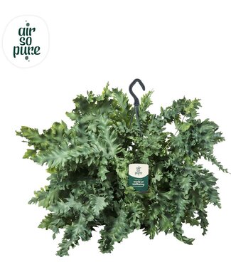 ME Phlebodium Davana Hängetopf - Air So Pure | Pro 2 Stück