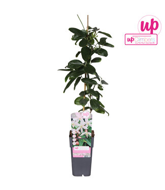 ME Clematis armandii Apple Blossom | Pot size 15 | Per 10 pieces