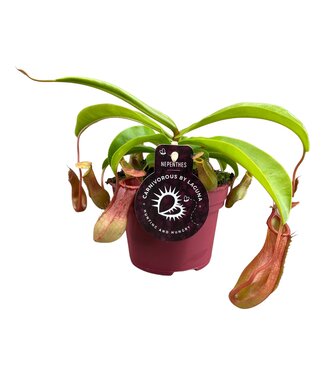 ME Nepenthes Alata 12 cm | Per 6 pieces