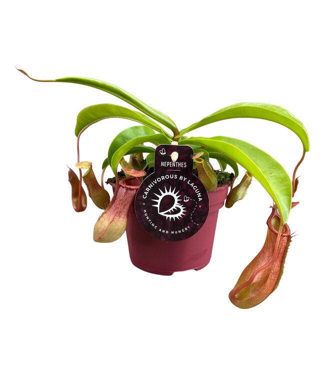 Nepenthes Alata 12 cm | Per 6 pieces