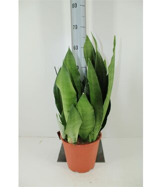 ME Sansevieria Moonshine | Topfgröße 21 H60 | einzeln