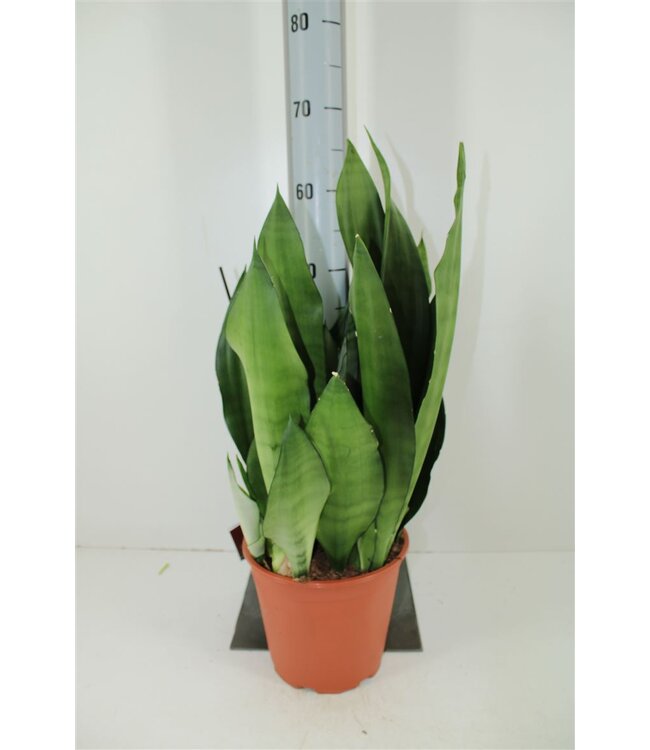 Sansevieria Moonshine | Topfgröße 21 H60 | einzeln