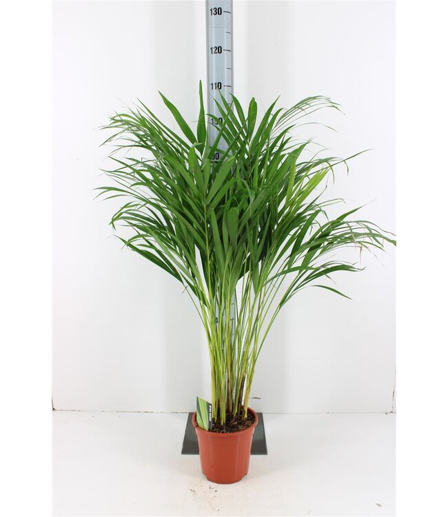 Dypsis Lutescens | Topfgröße 19 | Einzeln