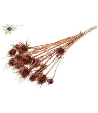 QC Copper coloured natural dried thistles with glitter | Cardi Stella dried flowers | Length 55 centimetres | 10 pieces per bunch | Per 15 bunches