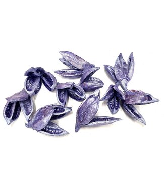 QC Sororoca penca flower 10pcs in poly Pearl Purple ( x 4 )