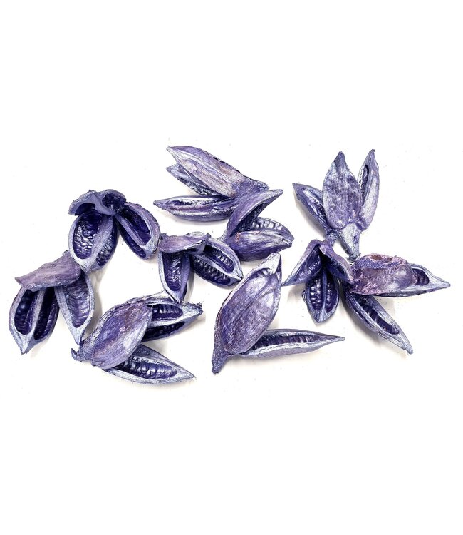 Sororoca penca flower 10pcs in poly Pearl Purple | Per 4 stuks te bestellen