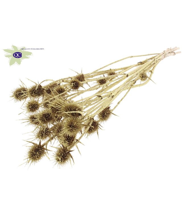 Gold coloured natural dried thistles with glitter | Cardi Stella dried flowers | Length 55 centimetres | 10 pieces per bunch | Order per 6 bunches