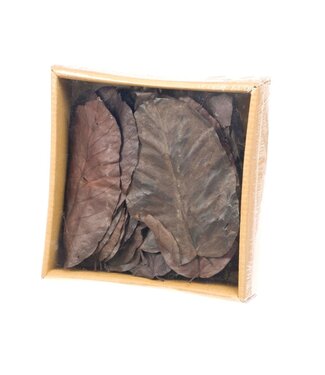 LDD Selal leaves preserved 50pc dark brown | Per 12 stuks