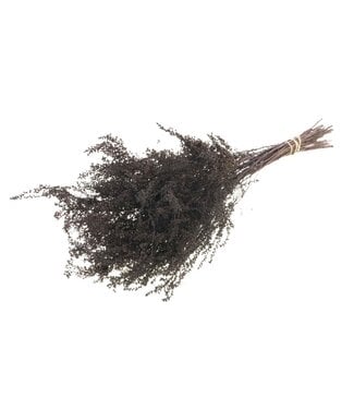 LDD Dark brown dried Solidago | Goldenrod dried flowers | Per 25 pieces