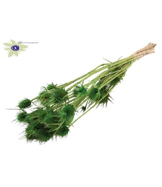 QC Lichtgroene gebleekte gedroogde distels | Cardi Stella droogbloemen | Lengte 55 centimeter | 10 stuks per bos | Per 6 bossen