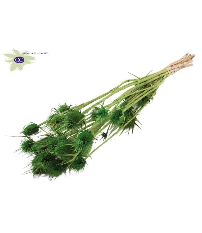 Light green bleached dried thistles | Cardi Stella dried flowers | Length 55 centimetres | 10 per bunch | Order per 6 bunches