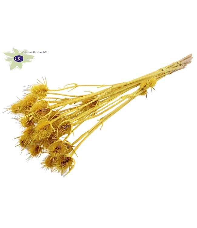 Yellow bleached dried thistles | Cardi Stella dried flowers | Length 55 centimetres | 10 per bunch | Order per 15 bunches