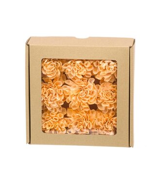 LDD Coral Misty Sola rose 'Dalia' | 9 roses dans une boîte | Diamètre 6 centimètres | Par 2 pièces