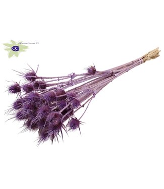 QC Matt milka coloured natural dried thistles | Cardi Stella dried flowers | Length 55 centimetres | 10 pieces per bunch | Per 6 bunches