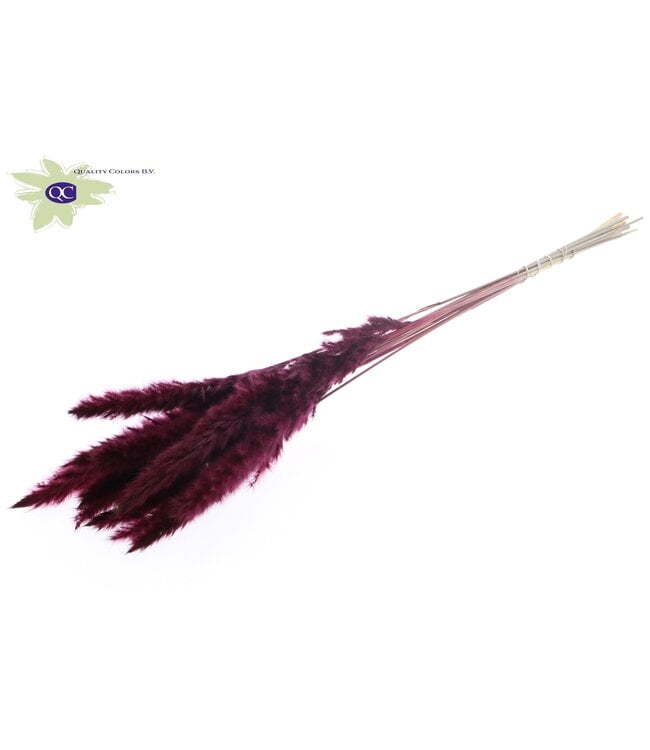 Fluffy Pampas L80 10 st/bunch Burgundy | Per 10 stuks te bestellen