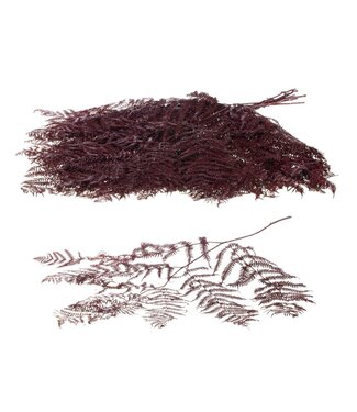 LDD Bracken fern 10pc bordeaux | Per 15 stuks