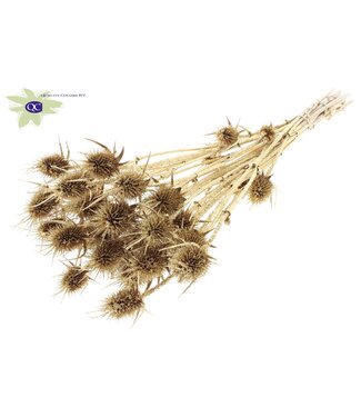 QC Antique gold coloured natural dried thistles with glitter | Cardi Stella dried flowers | Length 55 centimetres | 10 pieces per bunch | Per 15 bunches