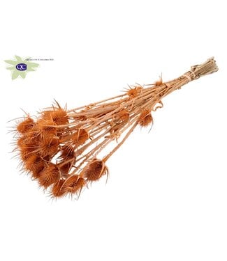 QC Matt salmon-coloured natural dried thistles | Cardi Stella dried flowers | Length 55 centimetres | 10 per bunch | Per 15 bunches