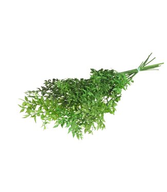 LDD Ruscus preserved moss green | Per 25 stuks