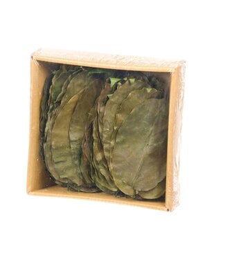 LDD Selal leaves preserved 50pc moss green ( x 12 )