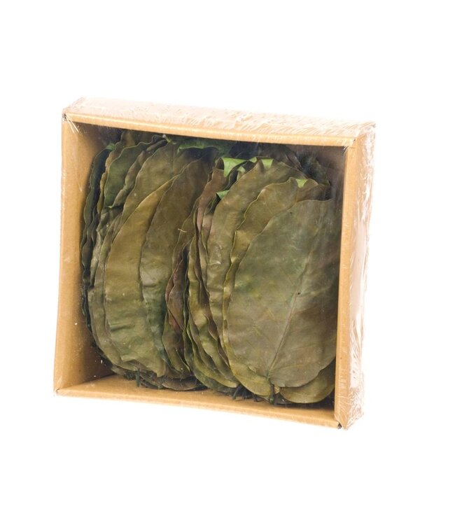 Selal leaves preserved 50pc moss green | Per 12 stuks te bestellen