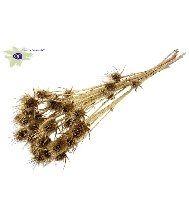 Gold coloured natural dried thistles | Cardi Stella dried flowers | Length 55 centimetres | 10 pieces per bunch | Order per 6 bunches