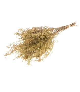 LDD Solidago naturel séché | Fleurs séchées de verge d'or | Par 25 pièces