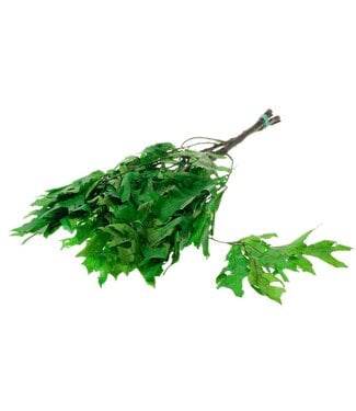 LDD Scarlet Oak leaf preserved green ( x 12 )