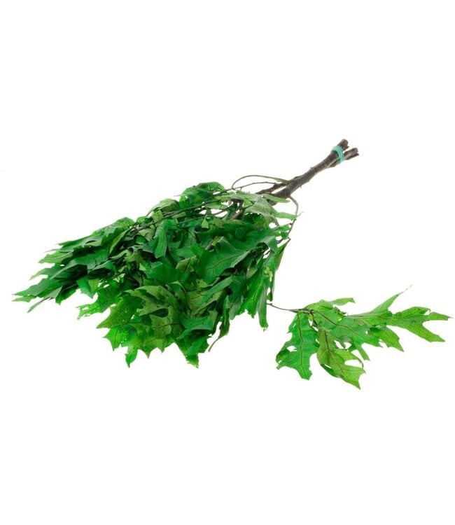 Scarlet Oak leaf preserved green ( x 12 )