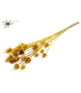 QC Yellow bleached dried thistles | Cardi Stella dried flowers | Length 70 centimetres | 5 per bunch | Per 6 bunches