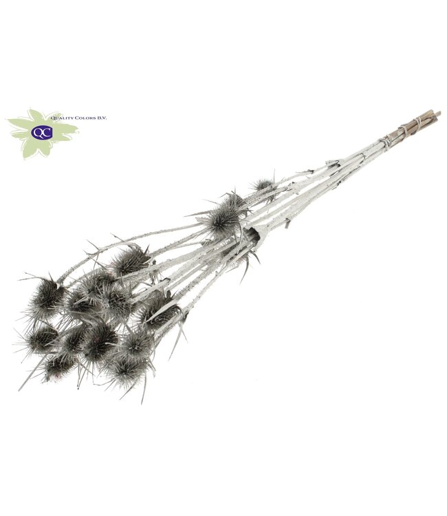 Platinum-coloured natural dried thistles | Cardi Stella dried flowers | Length 70 centimetres | 5 pieces per bunch | Order per 15 bunches