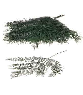 LDD Bracken fern 10pc moss green ( x 15 )