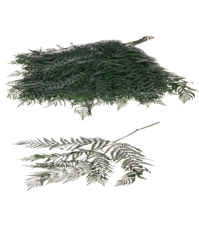 Bracken fern 10pc moss green ( x 15 )