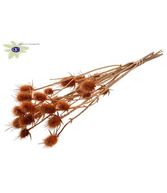 QC Matt salmon-coloured natural dried thistles | Cardi Stella dried flowers | Length 70 centimetres | 5 pieces per bunch | Per 15 bunches