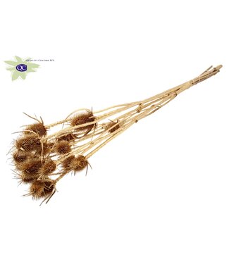 QC Antique gold coloured natural dried thistles | Cardi Stella dried flowers | Length 70 centimetres | 5 pieces per bunch | Per 6 bunches