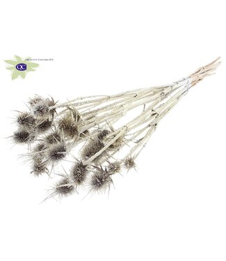 QC Platinum-coloured natural dried thistles with glitter | Cardi Stella dried flowers | Length 55 centimetres | 10 per bunch | Per 6 bunches