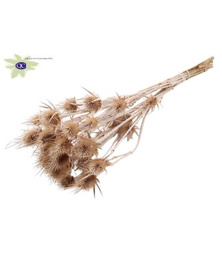 QC Matt white natural dried thistles | Cardi Stella dried flowers | Length 55 centimetres | 10 pieces per bunch | Per 15 bunches