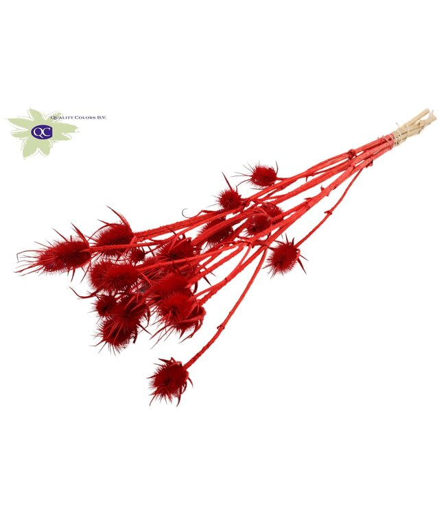 Red bleached dried thistles | Cardi Stella dried flowers | Length 70 centimetres | 5 per bunch | Order per 15 bunches