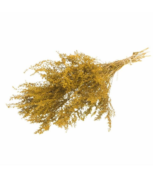 Gele gedroogde Solidago | Guldenroede droogbloemen | Per 25 bossen te bestellen