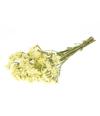 LDD Natural yellow dried sea lavender | Statice sinuata dried flowers | Per 20 pieces