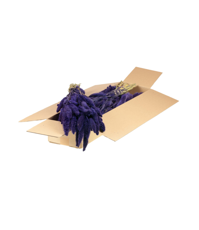 Setaria Italica séchée | Fleurs séchées cerise | Commande par 15 bouquets
