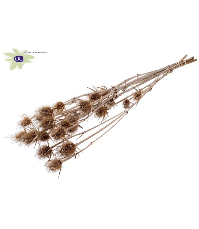 Matt white natural dried thistles | Cardi Stella dried flowers | Length 70 centimetres | 5 pieces per bunch | Order per 6 bunches