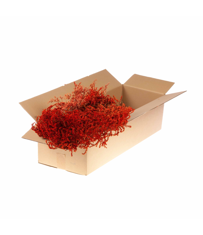 Intense orange dried sea lavender | Statice tatarica dried flowers | Weight 500 g | Order per pack