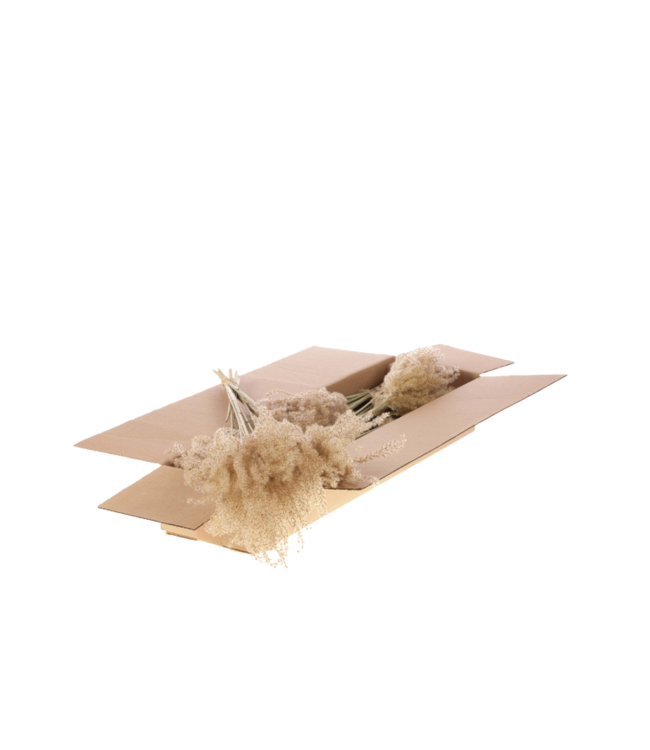 Fluffy reed grass 10pc SB natural | Per 5 stuks te bestellen