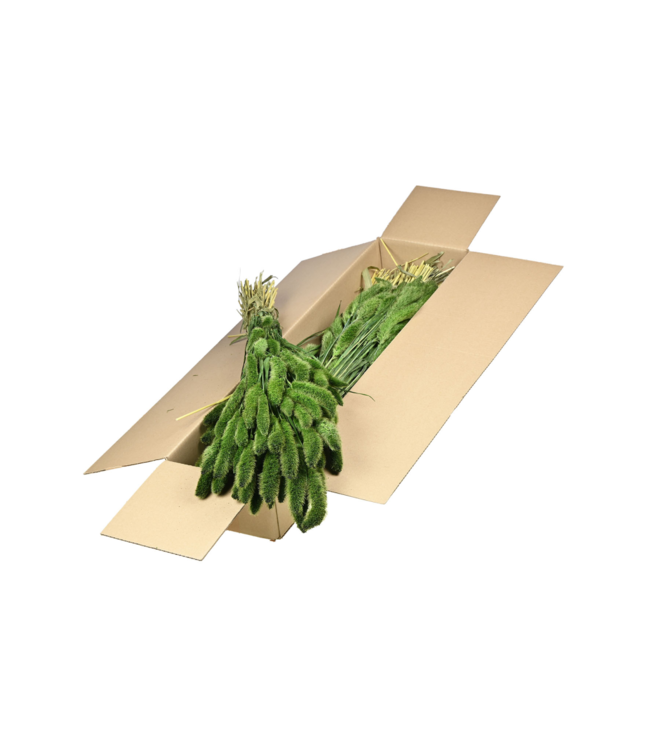 Getrocknete Setarea | Dunkelblaue Trockenblumen | Pro 20 Bündel bestellbar