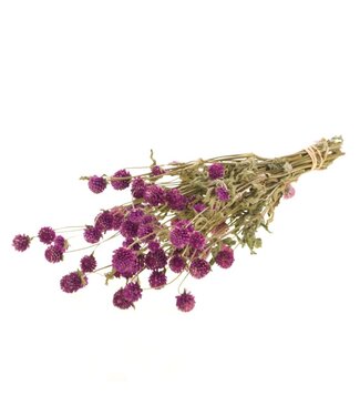 LDD Gomphrena natural purple | Per 20 stuks