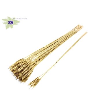 QC Triticum 3pc/Tuft Gold | Per 150 stuks